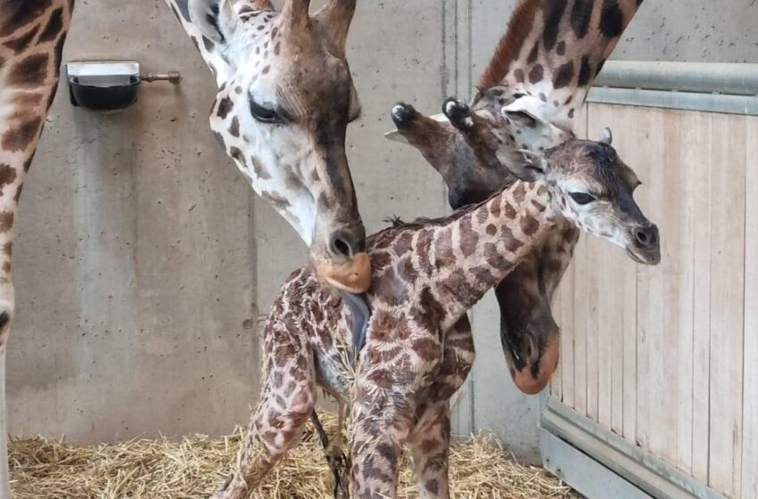  Grădina zoologică pentru copii, Knies s-a mărit: un pui de girafă Rothschild