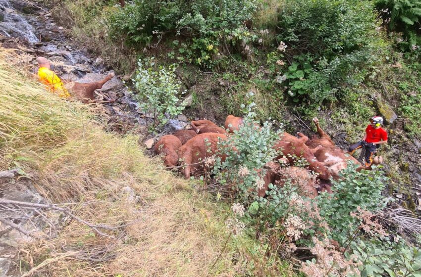 Un tânăr fermier din cantonul Valais a rămas fără vaci din cauza unui accident 