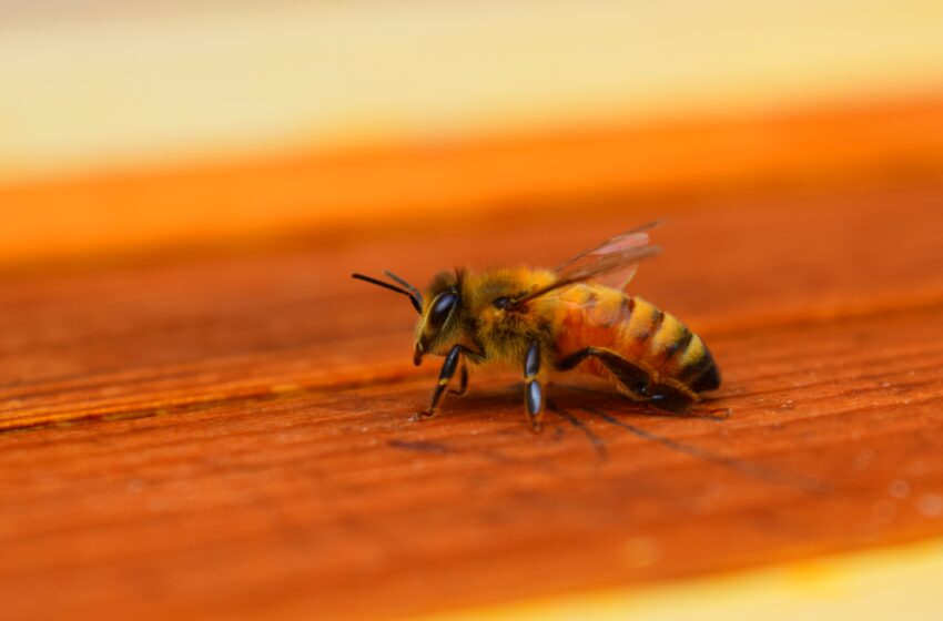  Un apicultor din cantonul Fribourg a pierdut 360.000 de albine după ce acestea au murit în mod misterios