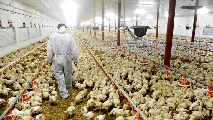  Toate rațele din iazul unei ferme de păsări din Seuzach, Zürich vor fi ucise din cauza gripei aviare