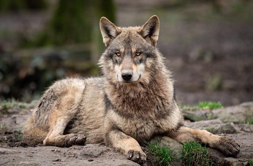  Haitele de lupi din Elveția se înmulțesc rapid, afirmă ministrul mediului